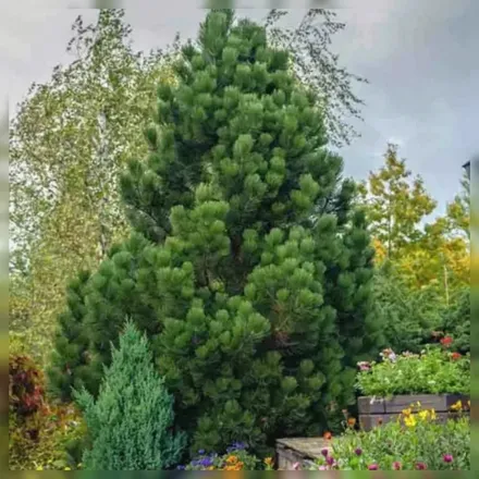 Compact Gem Pinus heldreichii / Сосна Гельдрайха Компакт Джем