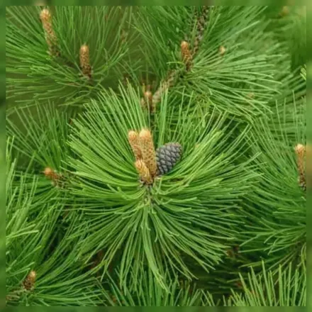 Малінк Сосна Гельдрейха / Pinus heldreichii Malink