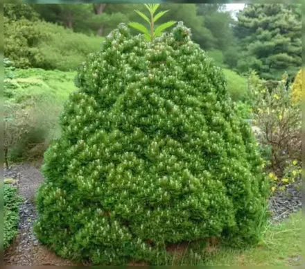 Шмідті Сосна Гельдрейха / Pinus heldreichii Smidtii