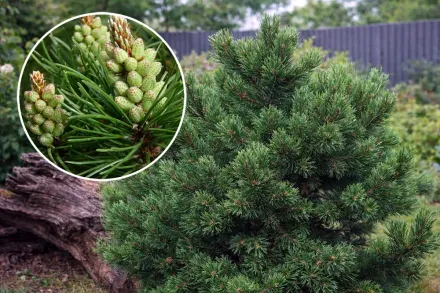 Гном Сосна гірська / Pinus mugo Gnom