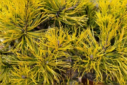 Carstens Pinus mugo / Сосна гірська Карстенс