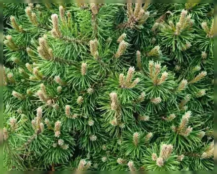 Хампі Сосна гірська / Pinus mugo Humpy