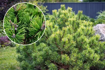 Мопс Сосна гірська / Pinus mugo Mops