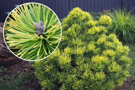 Ophir Pinus mugo / Сосна гірська Офір