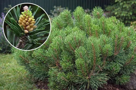 пуміліо Сосна гірська / Pinus mugo  pumilio