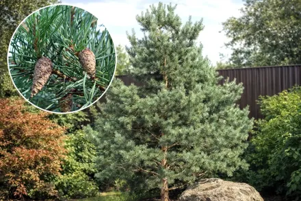 Глаука Сосна / Pinus sylvestris Glauca