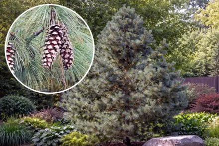 Сосна гнучка / Pinus flexilis