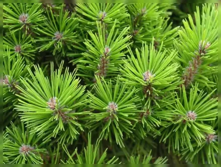 Low Glow Pinus densiflora / Сосна густоквіткова Лоу Глоу
