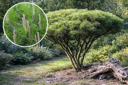 Сосна густоквіткова