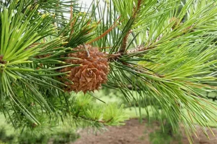 Сосна колюча / Pinus pungens