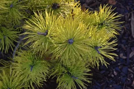 Чіф Джозеф Сосна кручена / Pinus contorta Chief Joseph