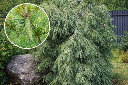 Пендула Сосна / Pinus strobus Pendula