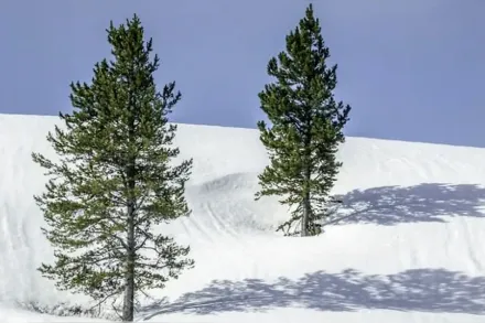 Сосна скручена колоноподібна / Pinus contorta var. latifolia