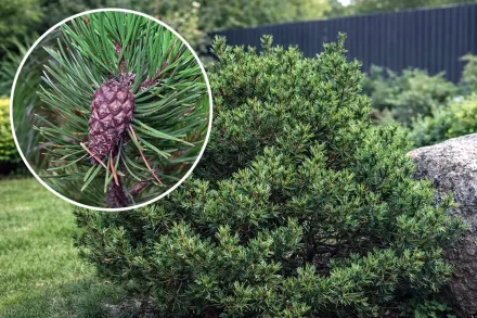 Сосна скручена