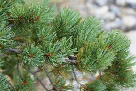 Глаука Сосна сланка / Pinus pumila Glauca