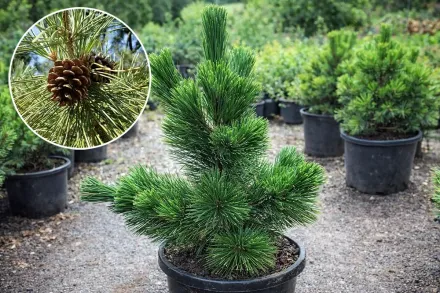 Сосна Тунберга / Pinus thunbergii