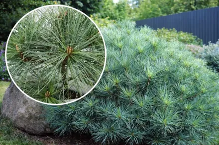 Блю Шег Сосна Веймутова / Pinus strobus Blue Shag