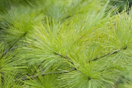 Louie Pinus strobus / Сосна веймутова Луї