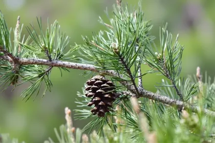 Сосна вірджинська / Pinus virginiana