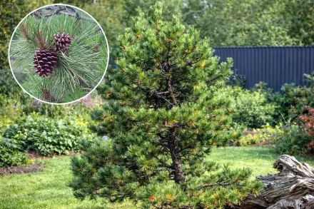 Сосна жорстка / Pinus rigida