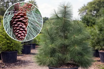 Сосна жовта / Pinus ponderosa