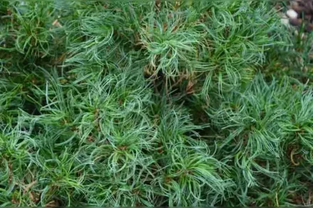 Тіні Керлз Сосна звичайна / Pinus strobus Tiny Kurls