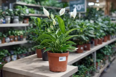 Спатифілум / Spathiphyllum