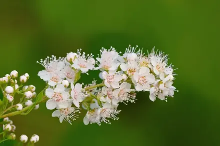 Спірея альба / Spiraea alba