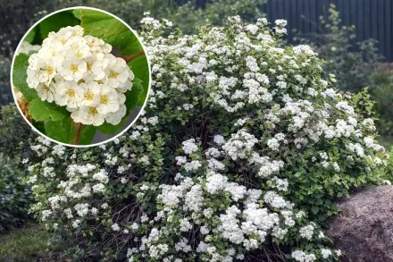 Спірея березолиста / Spiraea betulifolia