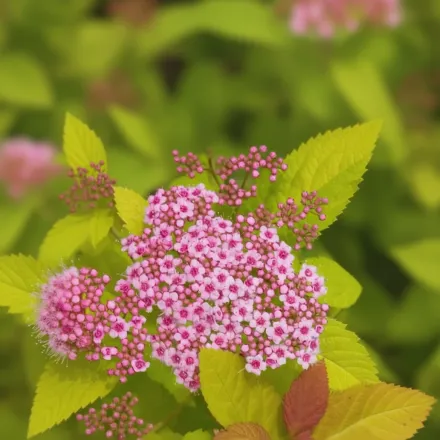 Double Play Big Bang Spiraea / Спірея Дабл Плей Біг Бенг
