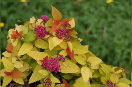 Double Play Candy Corn Spiraea / Спірея Дабл Плей Кенді Корн