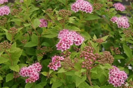 Літл Прінцес Спірея / Spiraea japonica Little Princess