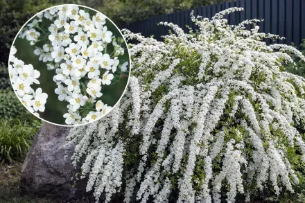 Грефшейм Спірея сіра / Spiraea x cinerea Grefsheim