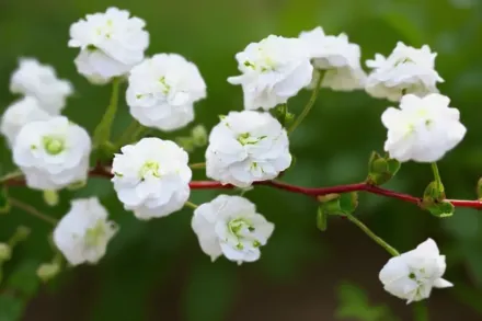 Спірея сливолиста / Spiraea prunifolia