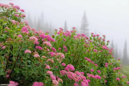 Спірея спленденс / Spiraea splendens