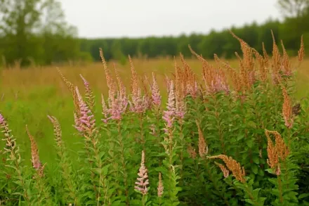 Спірея томентоза / Spiraea tomentosa