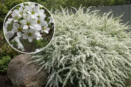 Спірея тунберга / Spiraea thunbergii