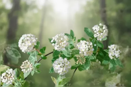 Пінк Айс Спірея Вангутта / Spiraea × vanhouttei Pink Ice