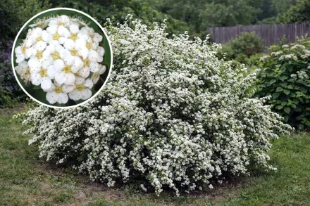 Спірея Вангутта / Spiraea × vanhouttei