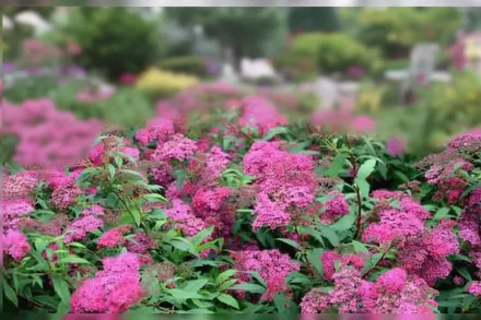 Ентоні Вотерер Спірея японська / Spiraea japonica Anthony Waterer