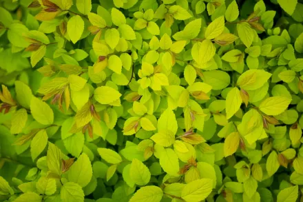 Фаєрлайт Спірея японська / Spiraea japonica Firelight