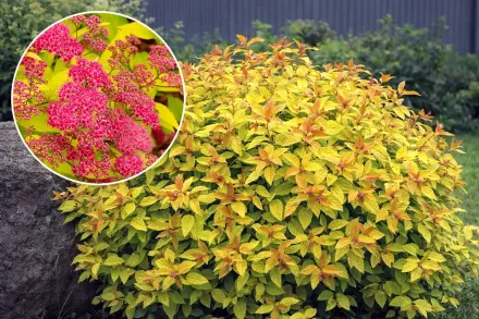 Голдфлейм Спірея японська / Spiraea japonica Goldflame