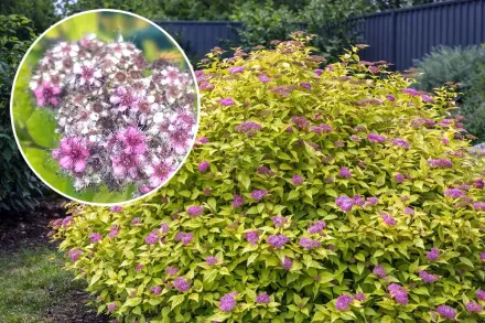 Голдмаунд Спірея японська / Spiraea japonica Gold Mound