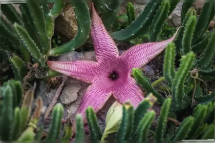 Стапелія крупноквіткова / Stapelia grandiflora