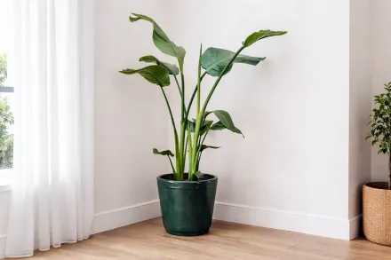 Стреліція Ніколая / Strelitzia nicolai