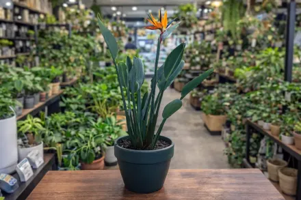 Стрелітція королівська / Strelitzia reginae