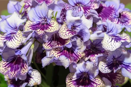 Стрептокарпус Арлекін Лейс / Streptocarpus Harlequin Lace