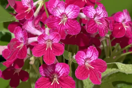 Стрептокарпус Хоуп / Streptocarpus Hope