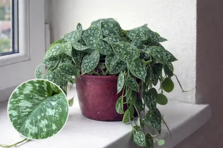 Сциндапсус розписний / Scindapsus pictus