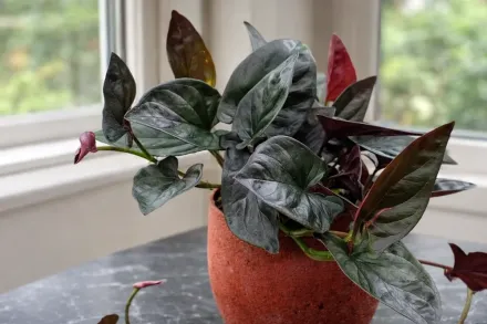 Сингоніум еритрофілум / Syngonium erythrophyllum